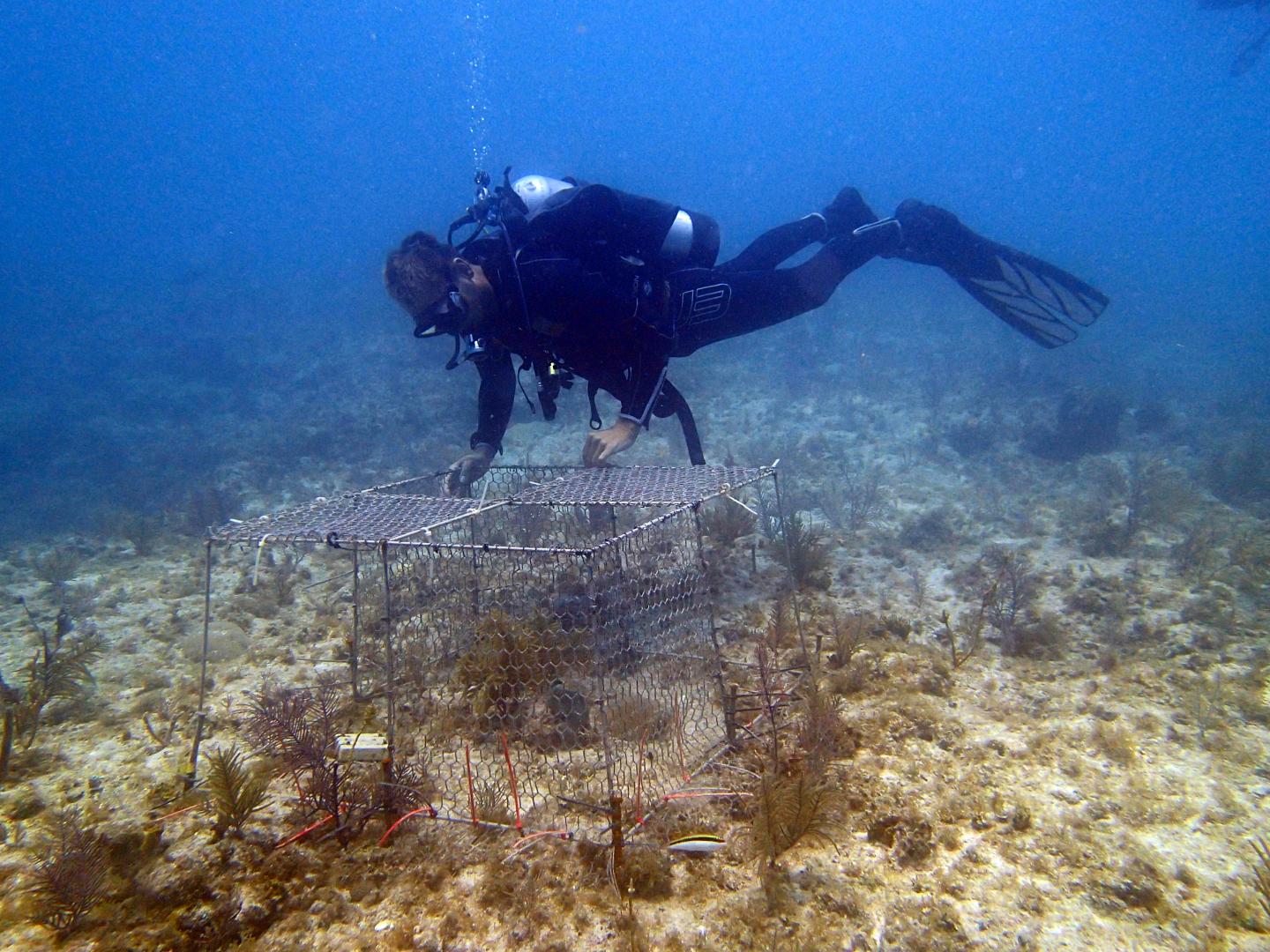 Diver Placing Enclosure