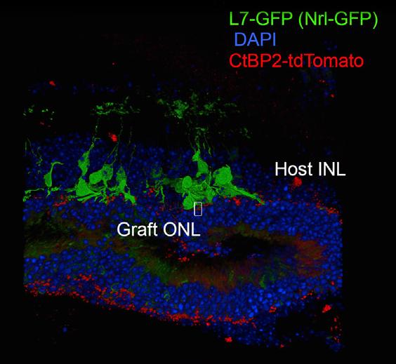 Synaptic Integration of Graft Retina into Model Mouse