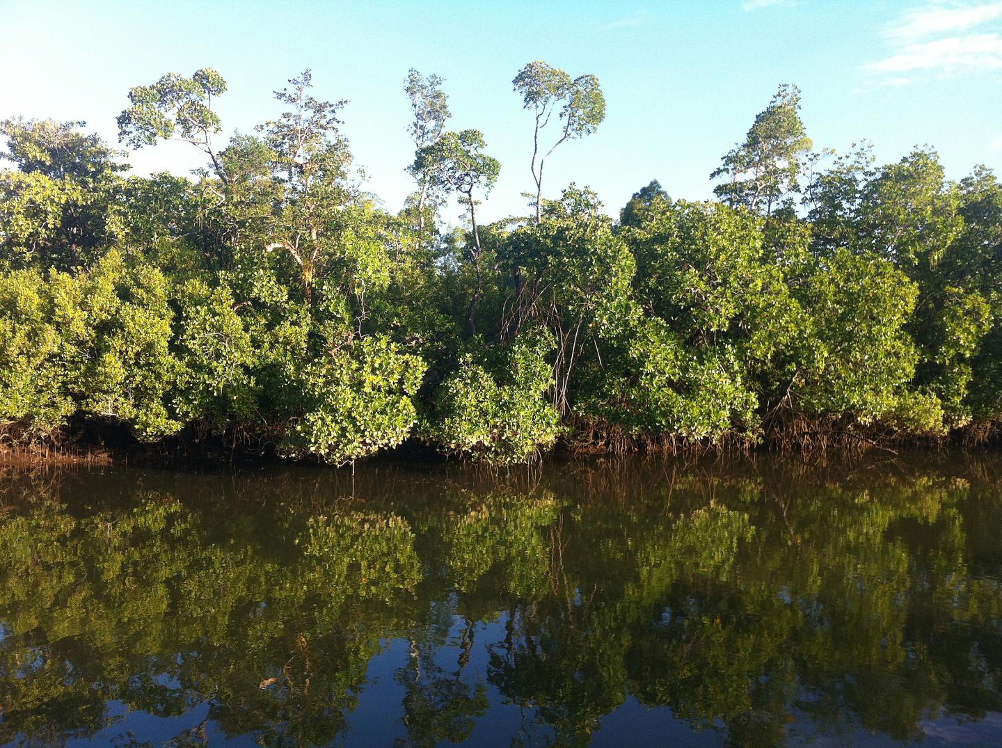 Will Methane Emissions from Mangrove Sediments Offset Mangroves' Carbon Dioxide Storage? (1 of 7)