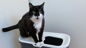 Cats’ non-fearful and sociable personality as well as a clean litterbox appear to decrease litterbox issues