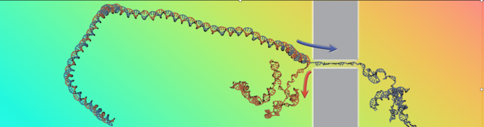 Breaking bonds: double-helix unzipping reveals DNA  physic