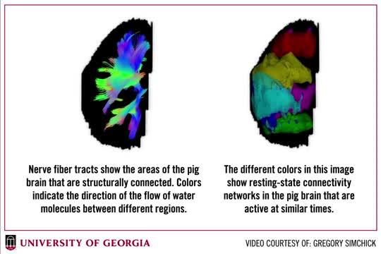 Pig Brain MRI