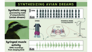 Vocal muscle activity of birds during sleep can be translated into synthetic songs.