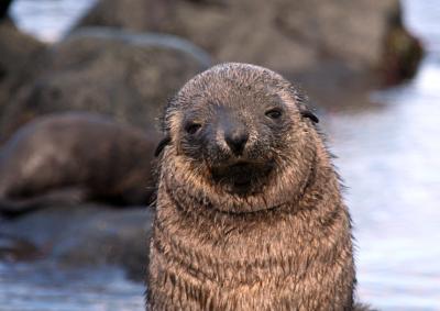 Fur Seal
