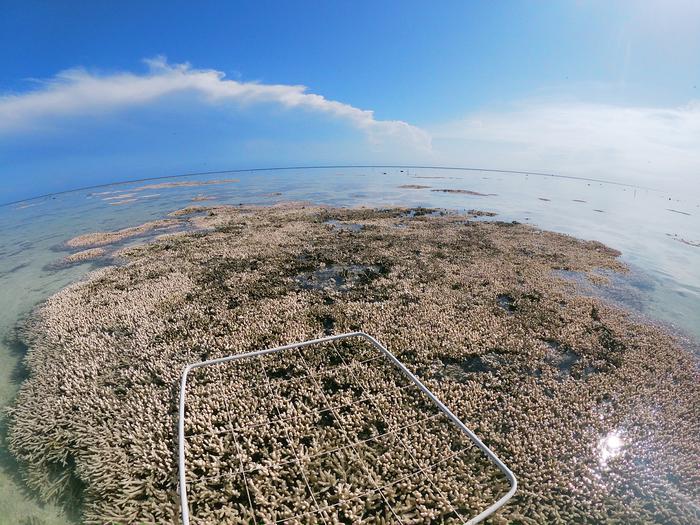 Great Barrier Reef Study Site