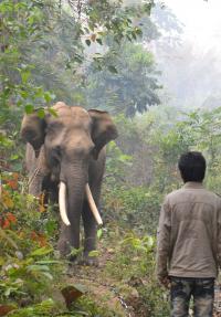 Wild Captured Elephants