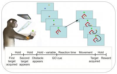 Novel Obstacle-Avoidance Task Designed to Disambiguate Third Movement Parameter