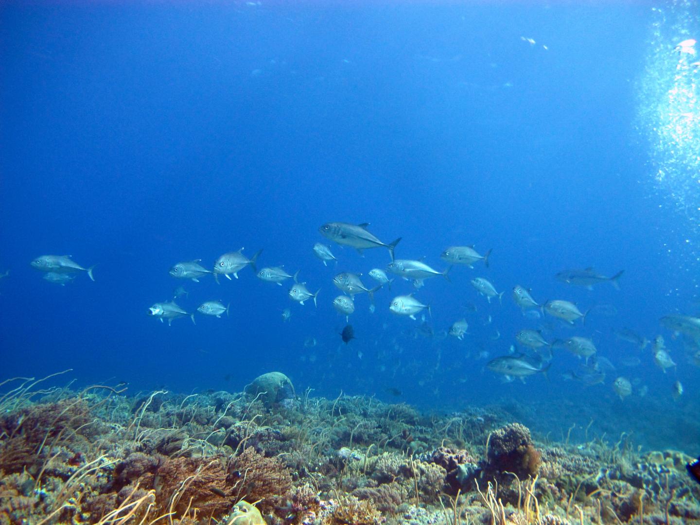 Indonesia Fish