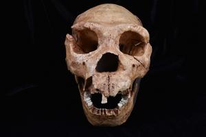 A fossil cast of the skull of Homo Heidelbergensis.