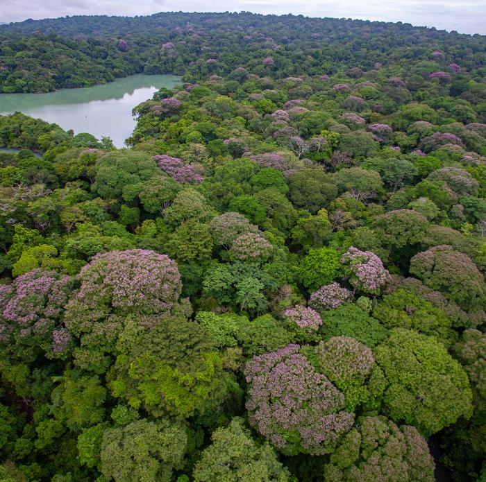 Aerial photo of Dipteryx oleifera trees