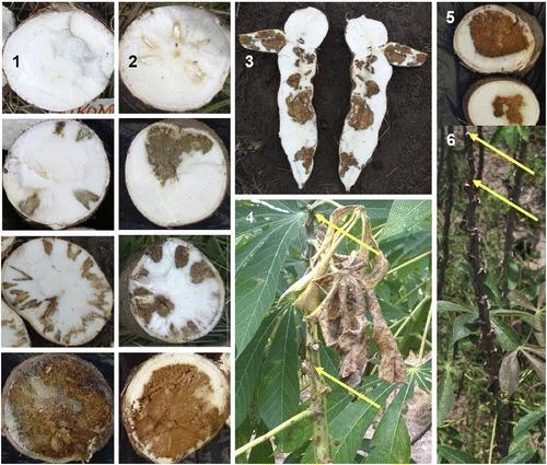 Cassava Brown Streak Disease (CBSD) Symptoms on Cassava