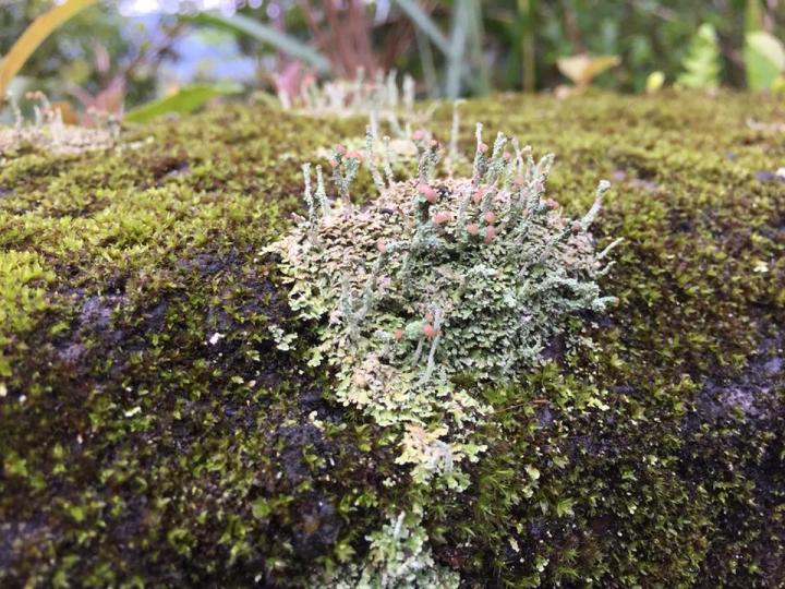 Lichens (2 of 2)