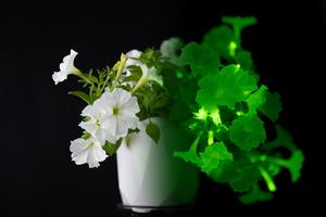 Scientists create flowers which glow in the dark