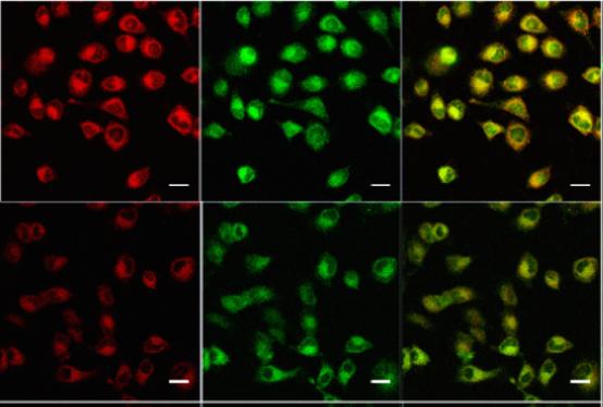 Fluorescent Probes To Detect pH