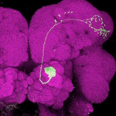 Mapping the Fruit Fly's 'Smell' Circuit