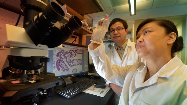 Dr. Chunhong Yan, Medical College of Georgia at Georgia Regents University