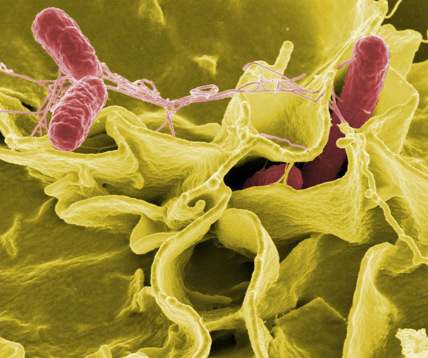 <i>Salmonella</i>