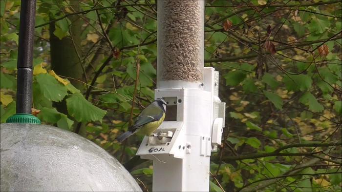 Blue and great tits taking part in episodic-like memory test