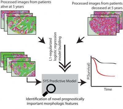 Computer Software That Spots Cancer (2 of 2)