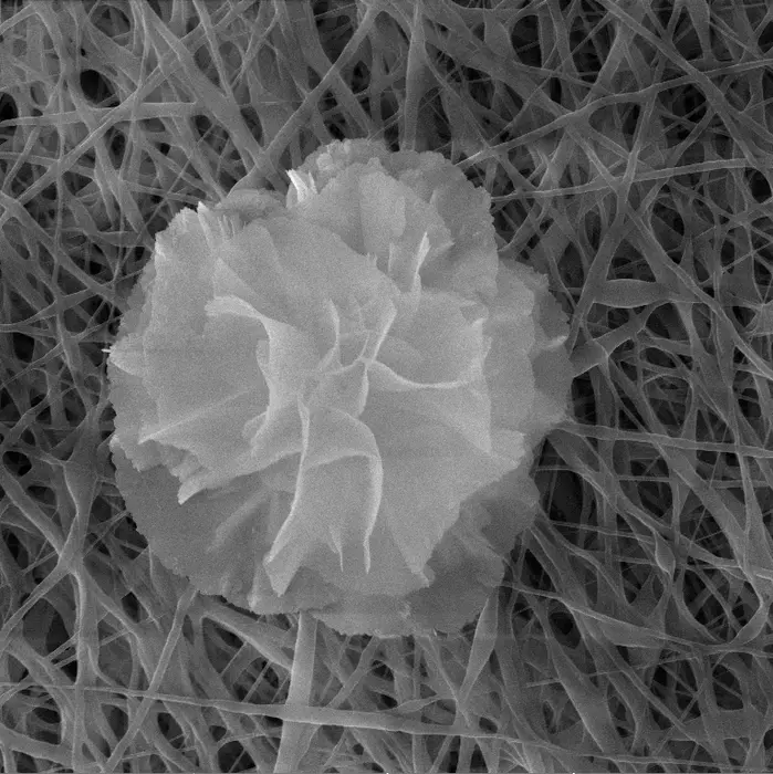 This delicate nanoflower is downright deadly to bacteria