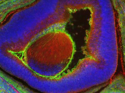 Human eye cells in a mouse embryo