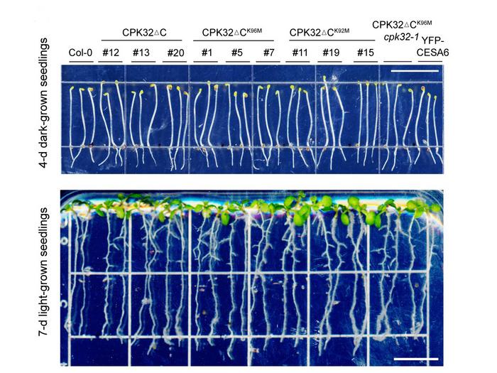 seedlings of modified plants