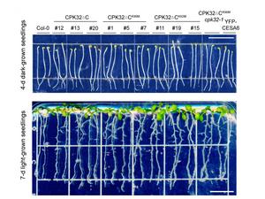 seedlings of modified plants