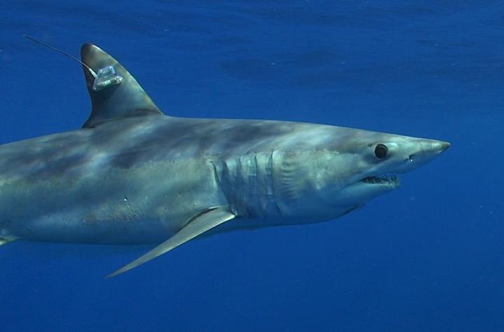 Satellite-Tagged Mako Shark