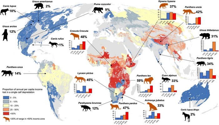 The average annual per capita income percentage loss recorded across the range of 18 large carnivores globally under a single calf predation event.