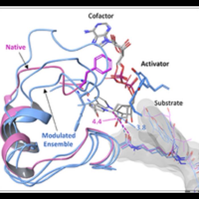 Enzyme activation through targeted changes in protein structure