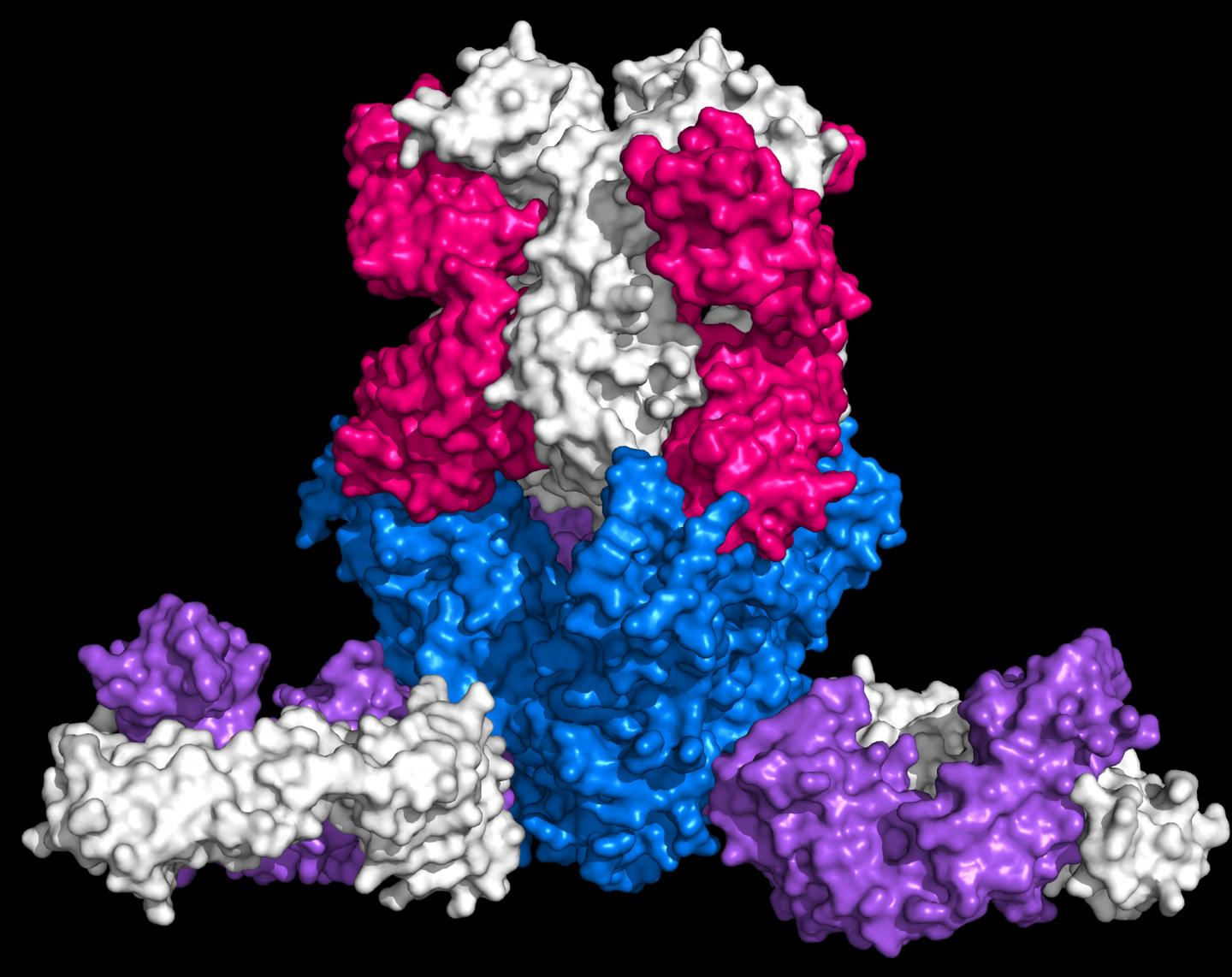 Ebola Glycoprotein Bound by Protective Antibodies mAb114 and mAb100