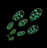 Immunofluorescent Staining of Drosophila Ovaries Containing Oocytes