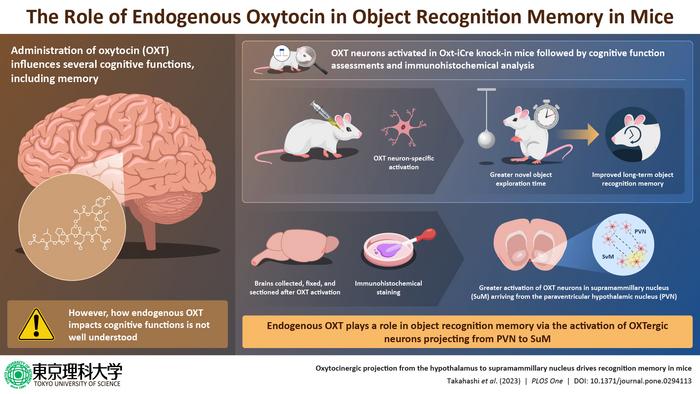 Oxytocin neurons in the supramammillary nucleus drives object recognition memory in mice