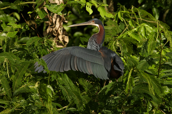 Agami Heron (Agamia agami)