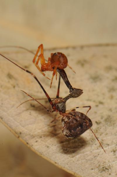 Hunting Pelican Spider