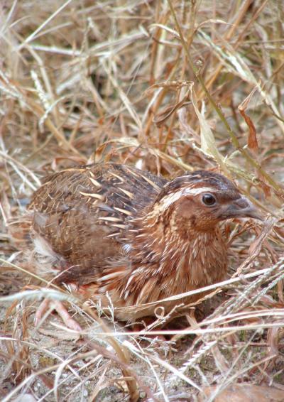Japanese Quail
