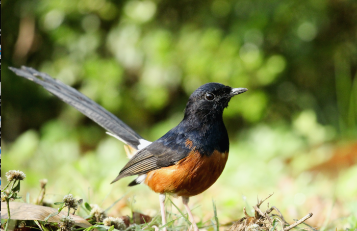 White-rumped Shama