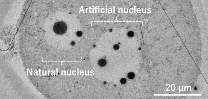 Electron microscope image of an artificial cell nucleus constructed inside a mouse egg.