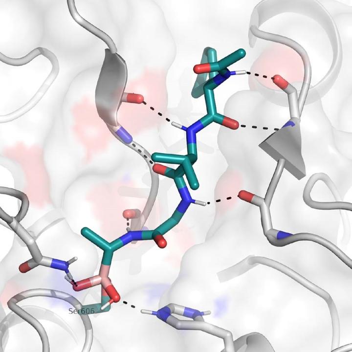 The optimized boronic acid inhibitor