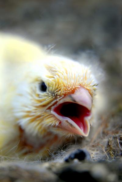 Canary Chicks and Their Mothers, Fighting for Fitness (4 of 5)