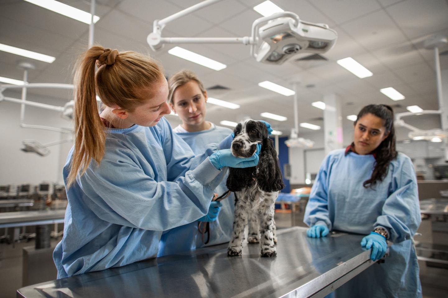 Uni of Adelaide Vet Scientists in Training