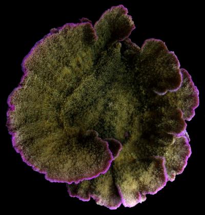 <I>Montipora foliosa</I>