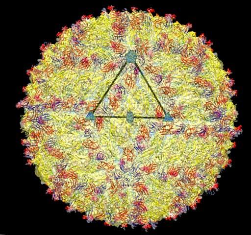 Zika Virus Structure