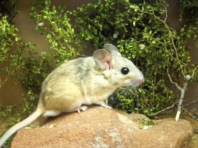 A Woodrat Eats Toxic Creosote
