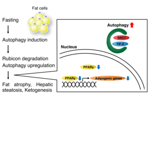 Fig.3 The mechanism of the fasting response in adipocytes