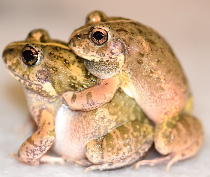 Burrowing Frog (in amplexus)