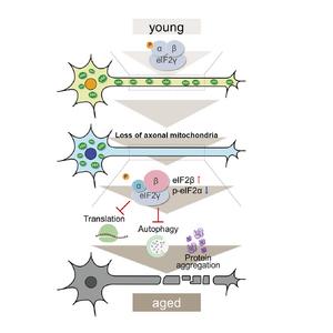 Loss of axonal mitochondria and neuronal ageing.