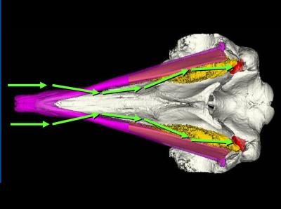 Simulated Bottom View of a Beaked Whale's Head