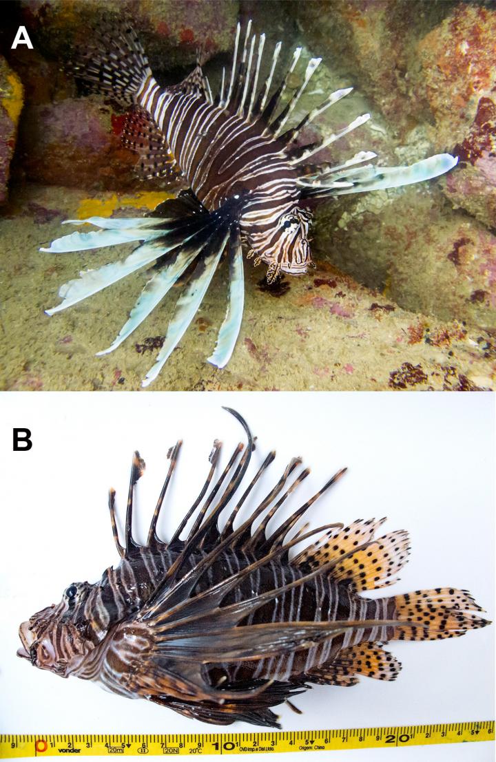 First Invasive Lionfish Discovered in Brazil