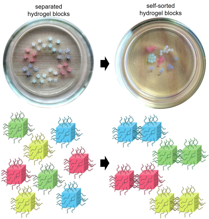 Self-sorting by color of hydrogel blocks